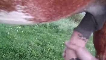 Dude jerking an animal's hot cock in a POV porn vid