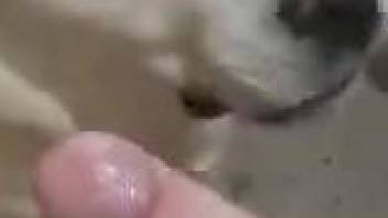 Dude puts his cock in a dog's mouth in a hot porn vid