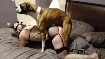 Slut in a paper mask gets fucked by a kinky doggo