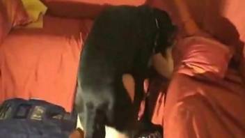 Dark-haired chick shows her pussy and screws a dog
