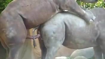 Two rhinos fucking like crazy in an outdoor video