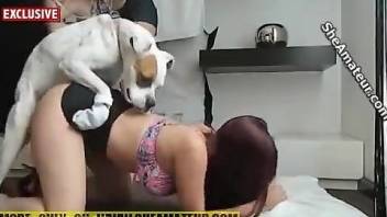 Red-haired hottie gets banged by a big-dicked doggo
