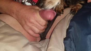 Dude shows his penis and lets the dog lick it good