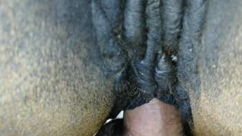 Zoophile using that mare  hole to blow his load