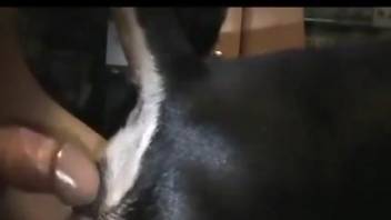 Dude fucking his dog's succulent pussy on camera