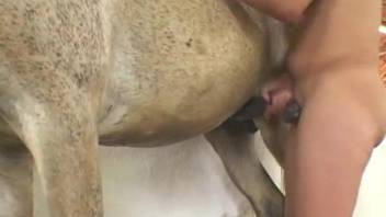 Sweet brunette with big tits is trying to fuck with a stallion