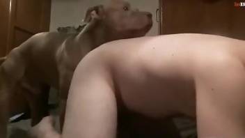 Strong dog fucking its owner from behind on all fours