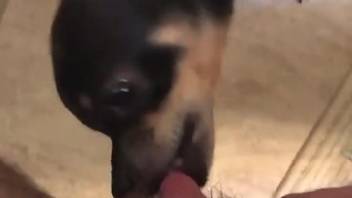 POV bestiality oral video with a very horny animal