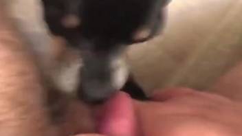 First time with a dog leads to a really hot orgasm