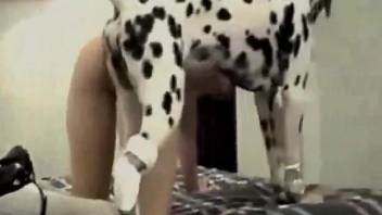 Dalmatian fucking a brunette in black stockings