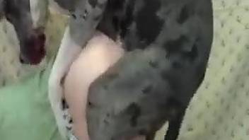 Horned-up hoe in ripped jeans gets fucked by a dog