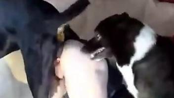 Horny doggo penetrating a beauty's bald pussy