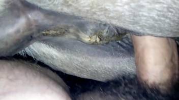Man sticks whole penis intp horse's wet cunt