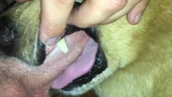 Dog throat fucking with a really dominant dude