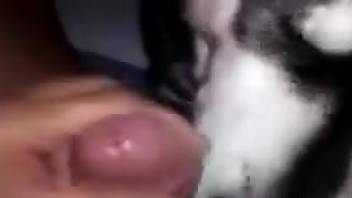Guy lets his animal lick all over his penis in POV