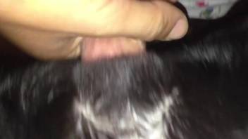 Dude's hard cock penetrating a horny dog's pussy