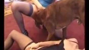 MILFs fucking a dog while the other dog watches