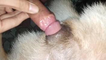 Dude slyly slides his stiffie inside a dog's slit