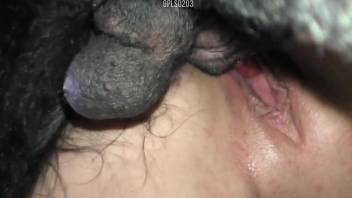 Blondie with a body lets a dog slide inside her puss