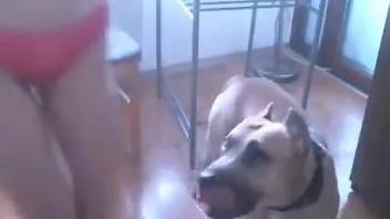 Nude amateur filmed when the dog licks and fucks her cunt