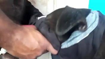 Underwear sniffing dog getting fucked orally