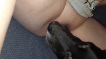 Delicious slit getting licked by a kinky black dog