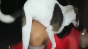 Dog dominates a brunette's tight butt in the dark