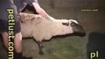 Savage scenes of rough zoo with a man and a sheep