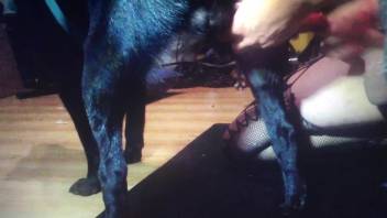 Aroused woman jerks off the dog's dick while on cam