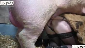 Hot woman tries on the pig's cock in naughty zoophilia