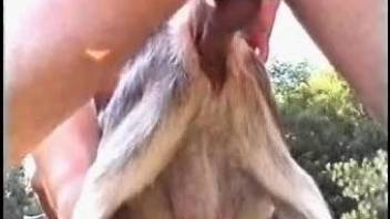 Outdoor zoo fuckery with a bunch of horny zoophiles