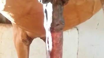 Amazing horse cock is on full fucking display here