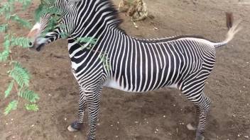 Zealous teasing session from a big dicked zebra