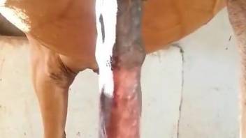 Hot horse cock displayed proudly in a teasing vid
