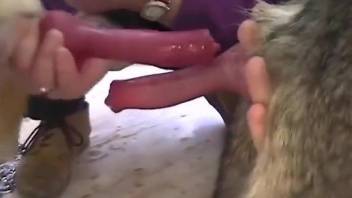 Dirty animal shows its red cock for the camera