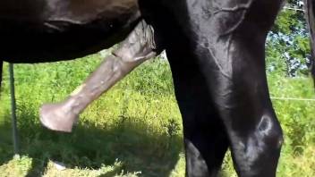 Horse cock showcased in a hot outdoor porn movie