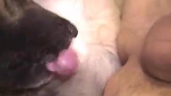 Anal fucking and bestiality aftermath in a hot video