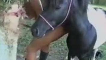 Energized Latina suits her wet cunt with a big horse cock