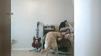 Dog zoophilia on cam with a masked bitch