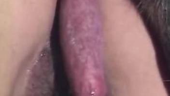 Overflowing zoophile pussy banged by a dirty dog