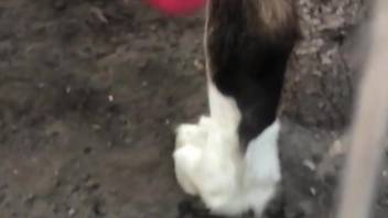 Hot animal cock is being displayed up close for you