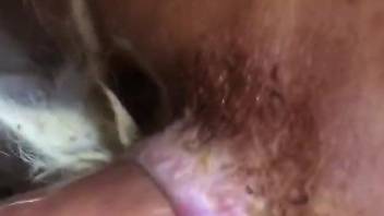 Truly tight fuckhole dominated by a hot human cock