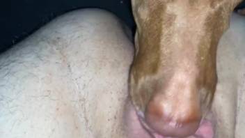Dog pleases naked female with sloppy licking perversions