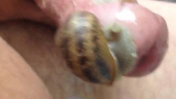 Dude orgasming with snails slithering all over his dick