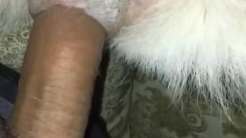 Dude uses his penis to pleasure a dog's tight hole