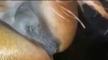 Horse pussy gets fingered by a kinky zoophile