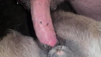 Dude fucking a beast's pussy with his meaty cock