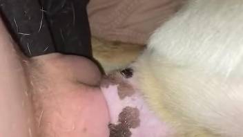 Man penetrates dog's wet pussy in really harsh manners