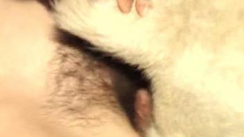Hairy cunt zoophile fucking a big-dicked white dog