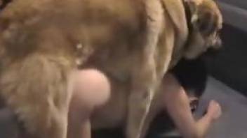 Floppy bitch getting fucked in the ass by a dog